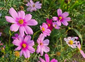 fresh beautiful mix purple and pink cosmos flower yellow pollen blooming in natural botany garden park photo