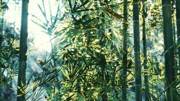une bambou arbre avec beaucoup de vert feuilles video