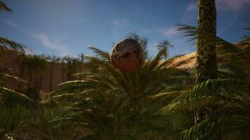 Palm Tree with Falling Coconuts onto the Sand video