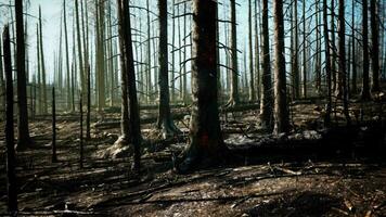 A forest filled with lots of tall trees video