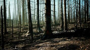 un bosque lleno con un montón de alto arboles video