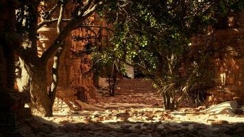 A stone walkway surrounded by trees and rocks video