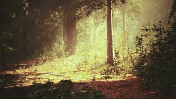 A sunlit forest with trees and leaves on the ground video