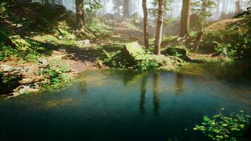 une étang dans le milieu de une forêt video