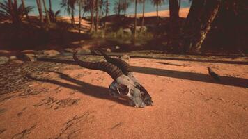 An animal skull laying on the ground in the desert video