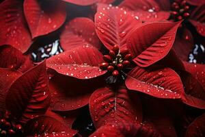 AI generated Poinsettias - Generative AI photo