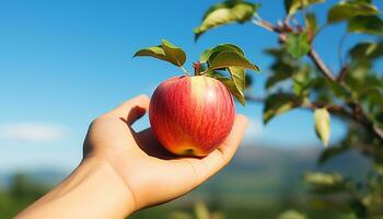 AI generated Hand holding fresh, ripe apple in sunny orchard generated by AI photo