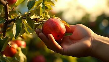 AI generated Hand holding ripe apple in fresh apple orchard generated by AI photo