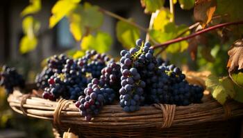 AI generated Fresh grape bunches in wicker basket, nature harvest generated by AI photo