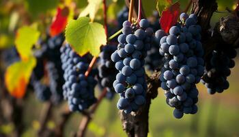 AI generated Fresh grape bunches hanging on vine in vineyard generated by AI photo