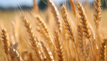 ai generado dorado trigo campos en el rural verano paisaje generado por ai foto