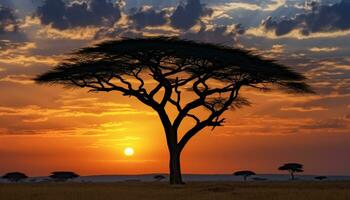 AI generated Silhouette of acacia tree in African sunset generated by AI photo