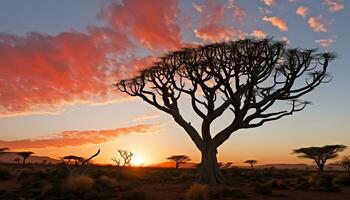 AI generated Silhouette of acacia tree in African sunset generated by AI photo