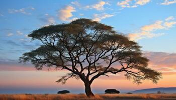 AI generated Silhouette of acacia tree against orange sunset sky generated by AI photo