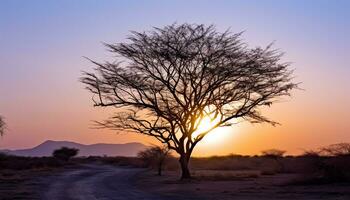 AI generated Silhouette of acacia tree in African sunset generated by AI photo