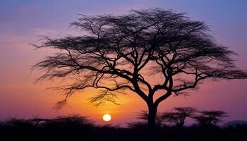 AI generated Silhouette of acacia tree in African sunset generated by AI photo