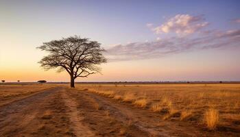 ai generado puesta de sol terminado el seco africano sabana, un tranquilo belleza generado por ai foto