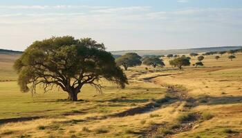 AI generated Savannah sunset, tranquil beauty in nature horizon generated by AI photo