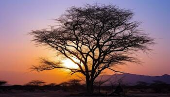 AI generated Silhouette of acacia tree in African sunset generated by AI photo