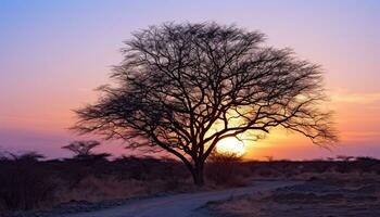 AI generated Silhouette of acacia tree in African sunset generated by AI photo