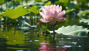 ai generado loto agua lirio, rosado flor, verde hoja, tranquilo estanque generado por ai foto