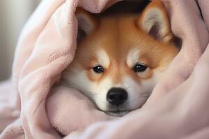 AI generated Cute Akita Inu wrapped in a light pink cozy blanket photo