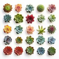 AI generated collection of cactus succulent plants top view isolated on white background photo
