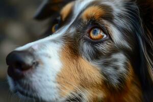 ai generado perros cara con expresivo ojos. mascotas y estilo de vida concepto. generativo ai foto