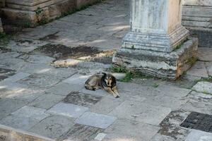 The dog is resting at the foot of the gates of Adrian. photo