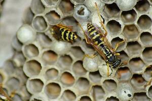 Wasp nest with wasps sitting on it. Wasps polist. The nest of a family of wasps which is taken a close-up photo