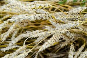 field of wheat photo