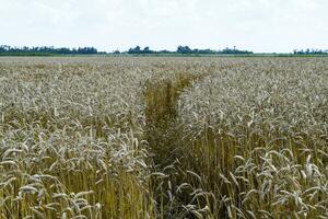 field of wheat photo