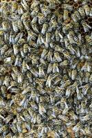 un denso racimo de enjambres de abejas en el nido. trabajando abejas, drones y útero en un enjambre de abejas. miel abeja. acumulación de insectos foto