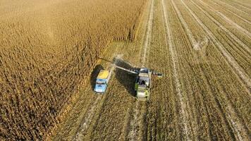 Combine harvester pours corn grain into the truck body. Harvester harvests corn. photo