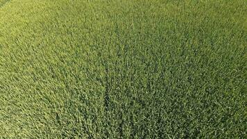 Green wheat in the field, top view with a drone. Texture of wheat green background. photo