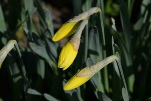 Blooming buds of daffodils in flower bed. photo