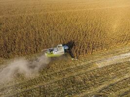 Harvester harvests corn. Collect corn cobs with the help of a combine harvester. Ripe corn on the field. photo