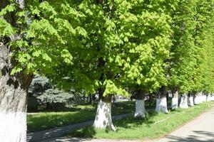 Alley of horse chestnuts against the blue sky. Green trees in the spring. Clear sky. photo