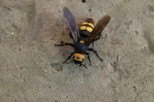 Megascolia maculata. The mammoth wasp. photo