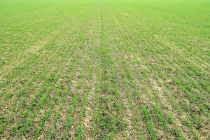 Spring winter wheat field photo