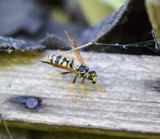 Wasps polist. Vespiary photo