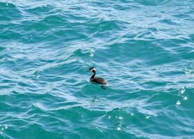 The heron floats in the sea water. Waterfowl photo