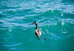 The heron floats in the sea water. Waterfowl photo