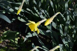 Blooming buds of daffodils in flower bed. photo