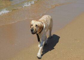 White dog on the beach. A dog runs along the shore of the sea. photo
