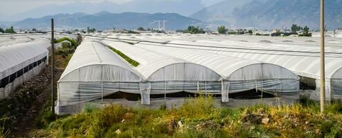 Turkish greenhouses, growing tomatoes in greenhouses photo