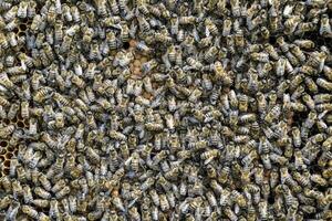 A dense cluster of swarms of bees in the nest. Working bees, drones and uterus in a swarm of bees. Honey bee. Accumulation of insects. photo