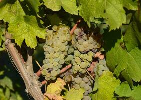 el uva jardines cultivo de vino uvas a el mar de azov foto