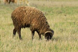 Sheep in the pasture photo