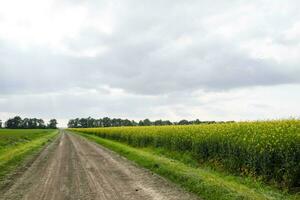 Road in rapeseed field and forest belt for wind protection. photo